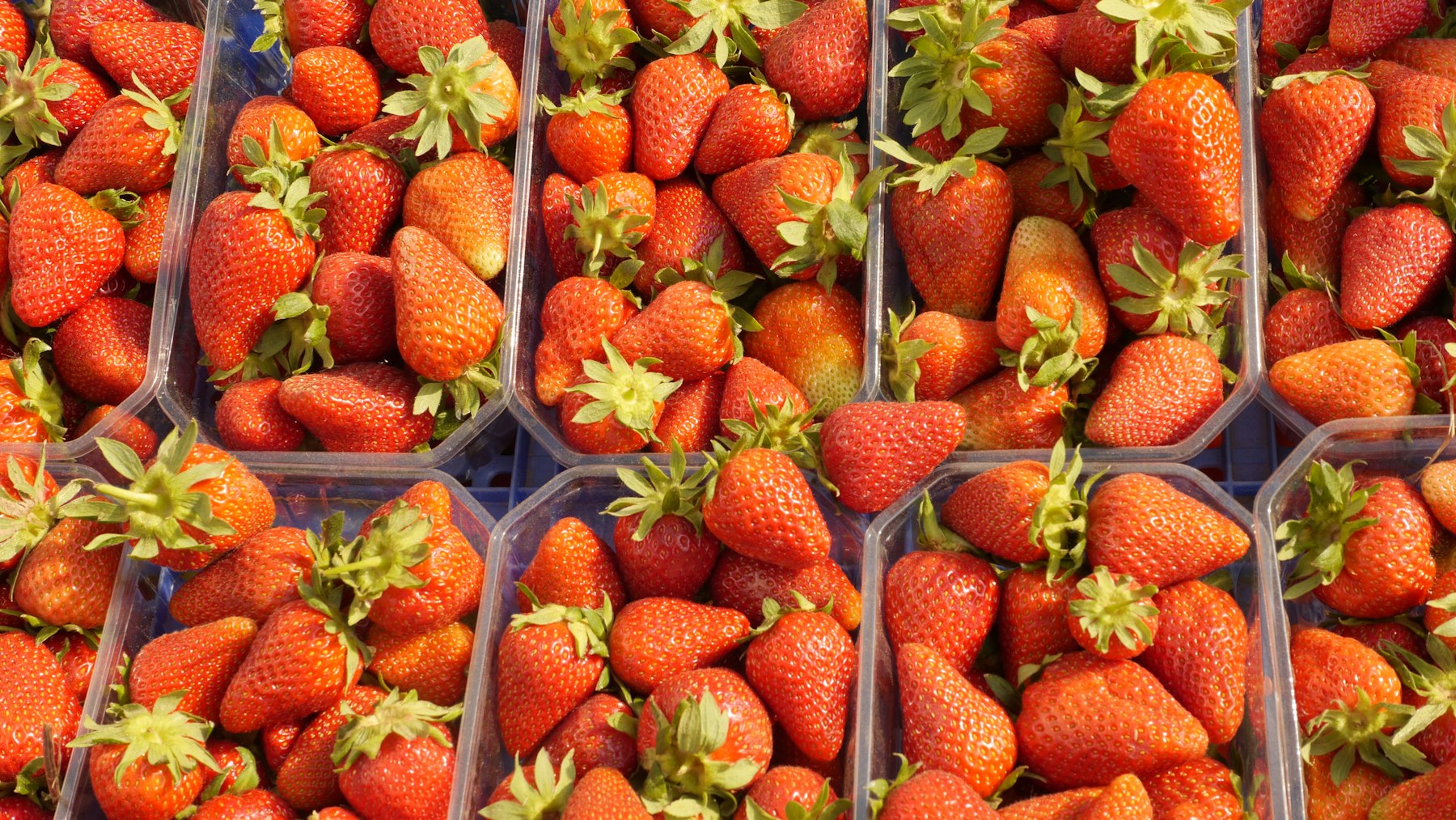 Fresh strawberries arranged in market trays